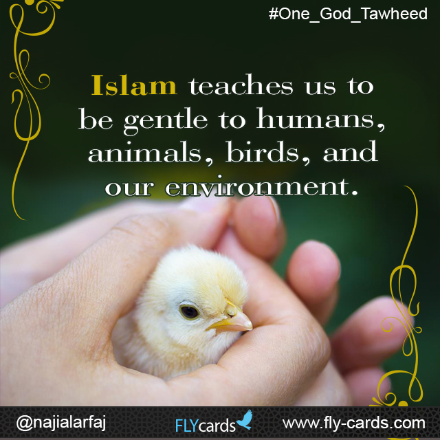 Islam teaches us to be gentle to humans, animals, birds, and our environment.